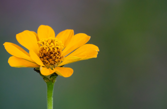 Tiêu đề bài viết đặc san kinh tế 1