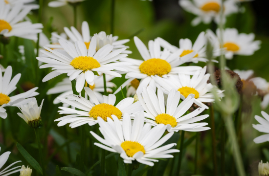 Tiêu đề bài viết bản tin bản tin 1